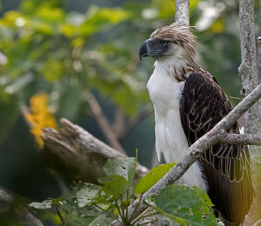 Philippine eagle (Pithecophaga jefferyi)