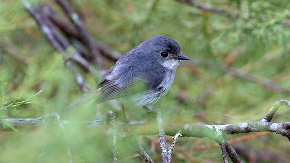 Little Pied Flycatcher (Ficedula westermanni) female