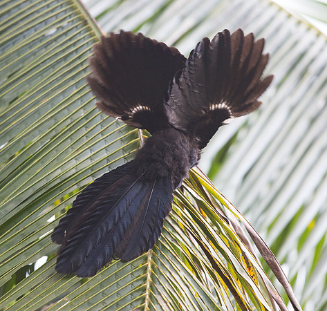 Goliath coucal (Centropus goliath)