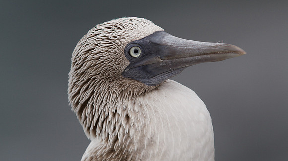 Blue-footed Booby (Sula nebouxii)