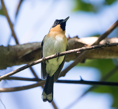Spectacled monarch (Symposiachrus trivirgatus) Male