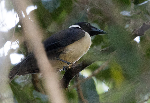 Piping crow (Corvus typicus)