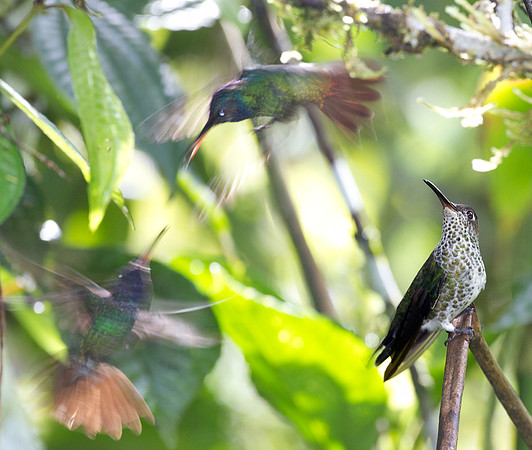 Golden-tailed Sapphire (Chrysuronia oenone) Many-spotted Hummingbird (Taphrospilus hypostictus)