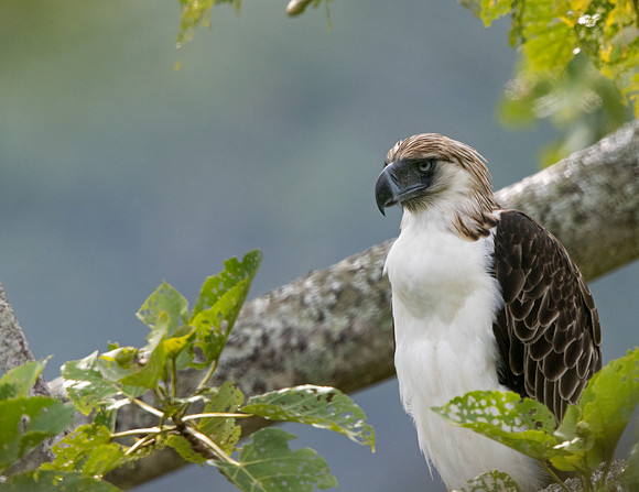 Philippine eagle (Pithecophaga jefferyi) Female