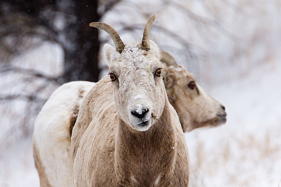 Colorado goats