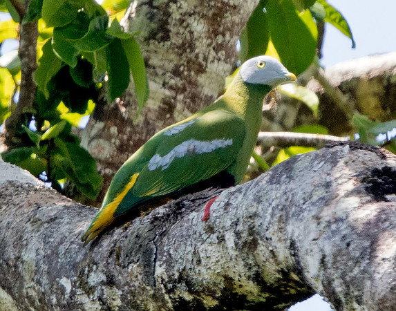 Grey-headed fruit dove (Ptilinopus hyogastrus)