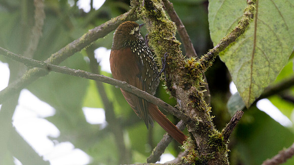 Pearled Treerunner (Margarornis squamiger)