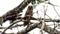 Galapagos Short-eared Owl (Asio flammeus galapagoensis)