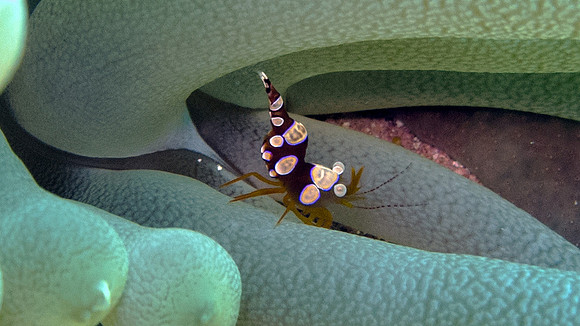 Squat Anemone Shrimp