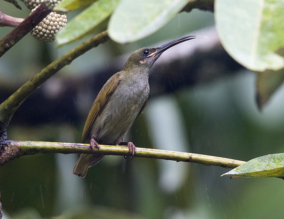 Naked-faced spiderhunter (Arachnothera clarae)