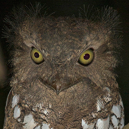 Palawan frogmouth (Batrachostomus chaseni)