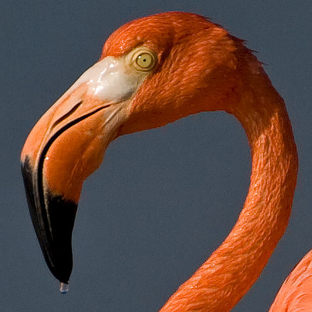 American Flamingo (Phoenicopterus ruber)