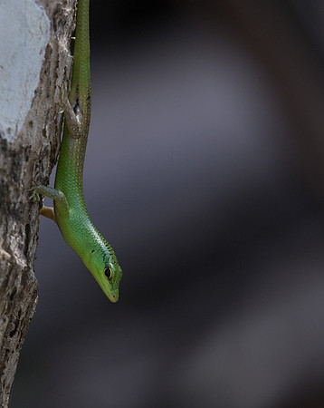 Emerald Tree Skink (Lamprolepis smaragdina)
