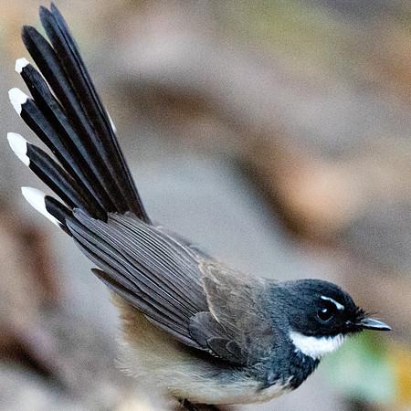 Malaysian pied fantail (Rhipidura javanica)