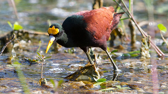 Northern Jacana (Jacana spinosa)