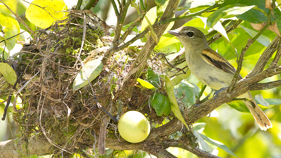 White-winged Becard (Pachyramphus polychopterus) - female