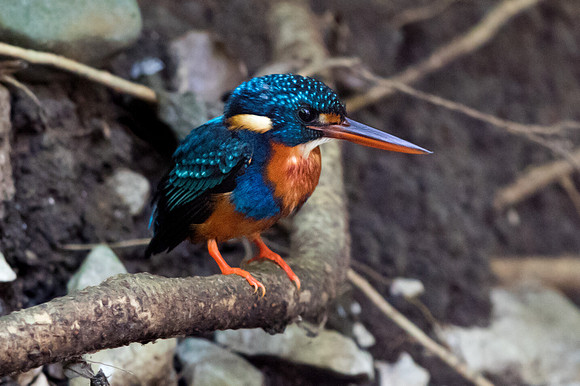 Indigo-banded kingfisher (Ceyx cyanopectus) Female
