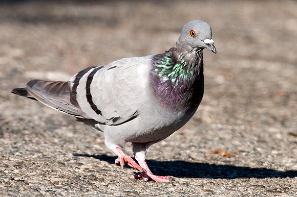 Rock Pigeon (Columba livia) also known as Rock Dove