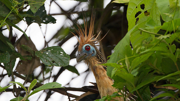 Hoatzin (Opisthocomus hoazin)