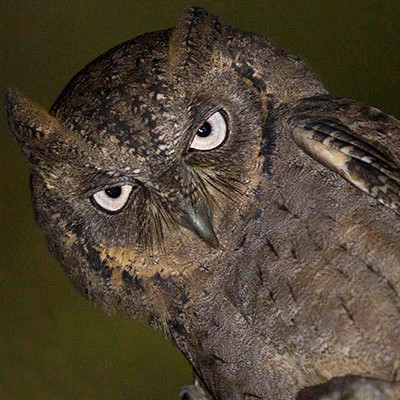 Mantanani scops owl (Otus mantananensis)