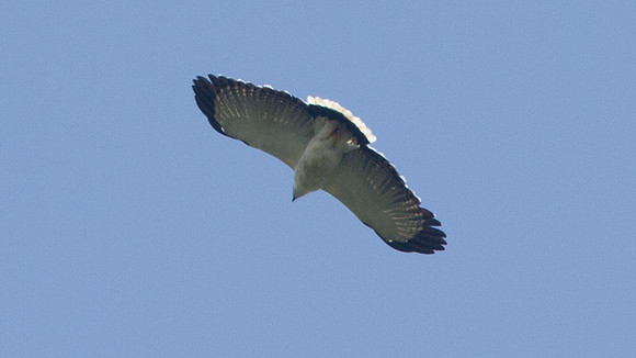 White Hawk (Leucopternis albicollis)