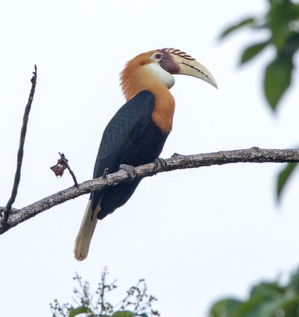 Blyth's hornbill (Rhyticeros plicatus) Male
