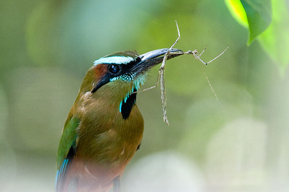 Turquoise-browed Motmot (Eumomota superciliosa)