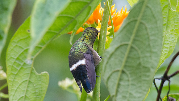 Black-bellied Thorntail (Discosura langsdorffi)