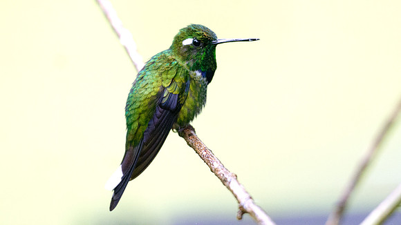 Purple-bibbed Whitetip (Urosticte benjamini)