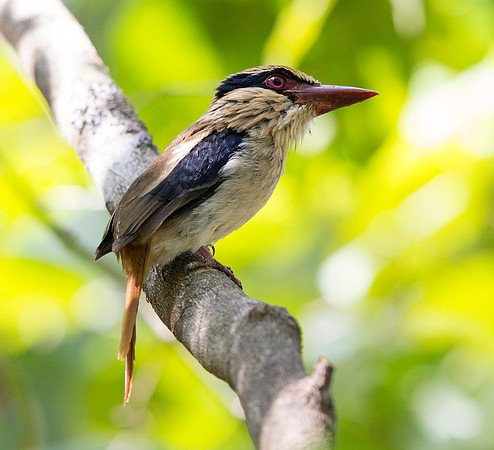 Lilac kingfisher (Cittura cyanotis) female