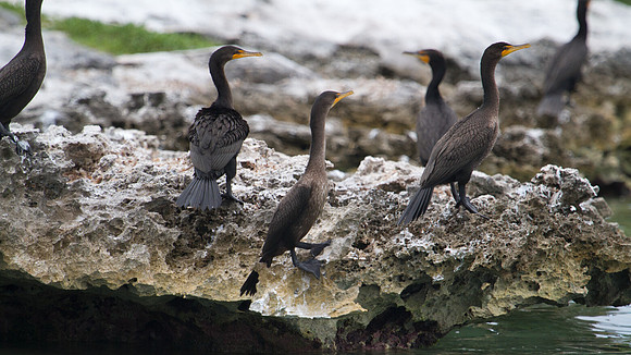 Double-crested Cormorant (Phalacrocorax auritus)
