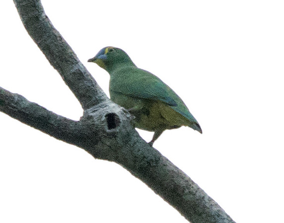 Blue-capped fruit dove (Ptilinopus monacha)