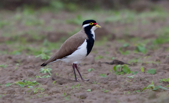 Banded Lapwing (Vanellus tricolor)