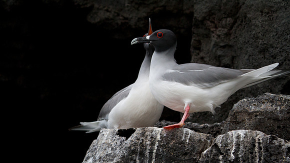 Swallow-tailed Gull (Creagrus furcatus)
