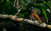 Greater flameback (Chrysocolaptes guttacristatus)  Female