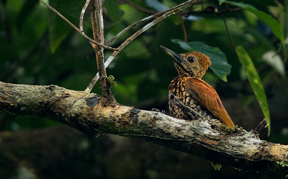 Greater flameback (Chrysocolaptes guttacristatus)  Female