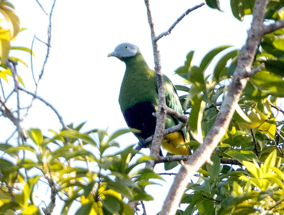 Black-naped fruit dove (Ptilinopus melanospilus)