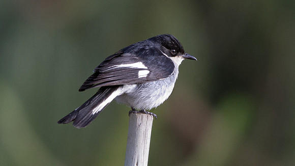 Fiscal Flycatcher (Sigelus silens)