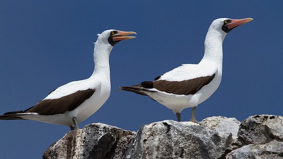 Nazca Booby (Sula granti)