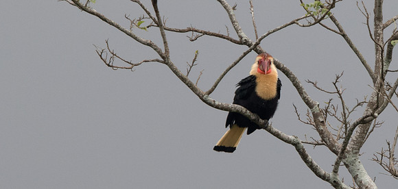 Writhed hornbill (Aceros leucocephalus) Male