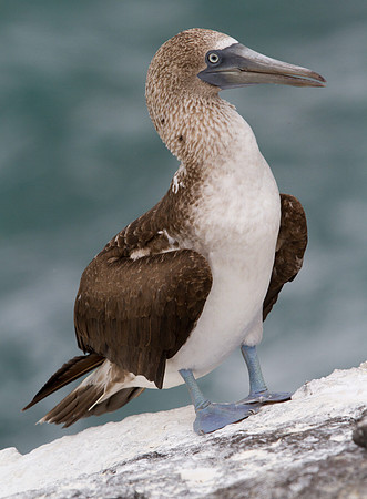 Blue-footed Booby (Sula nebouxii)