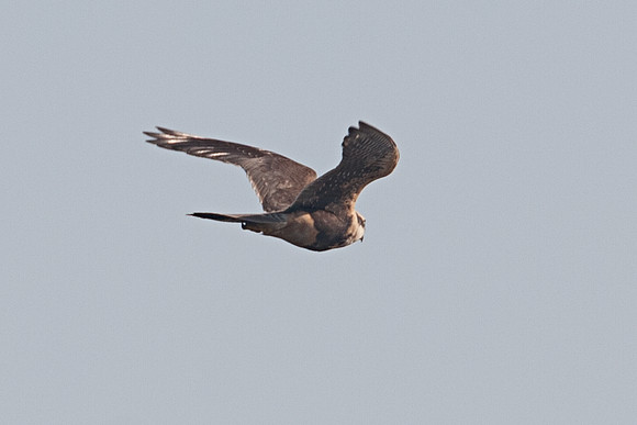 Aplomado Falcon (Falco femoralis)