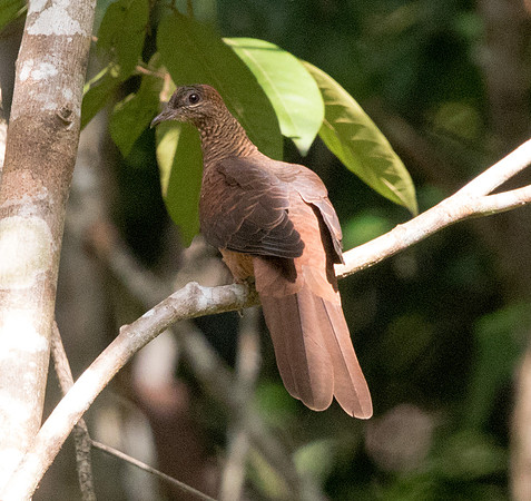Slender-billed cuckoo-dove (formerly Macropygia amboinensis)