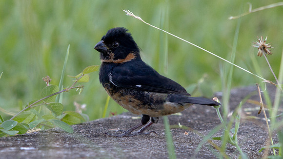 Variable Seedeater (Sporophila corvina) Male