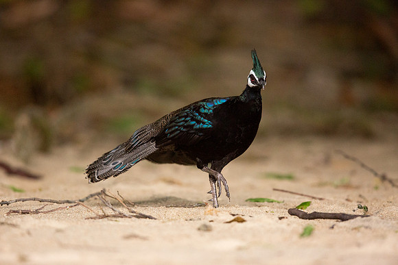Palawan peacock-pheasant (Polyplectron napoleonis) Male