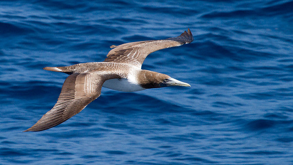 Brown Booby (Sula leucogaster)