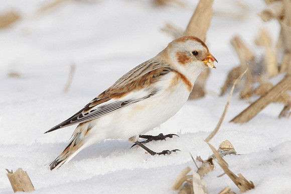Snow Bunting (Plectrophenax nivalis)