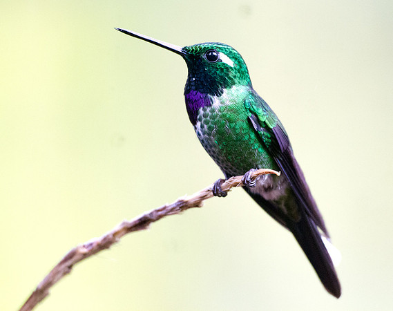 Purple-bibbed Whitetip (Urosticte benjamini)