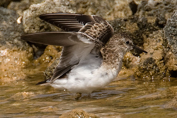 Semipalmated Sandpiper (Calidris pusilla)
