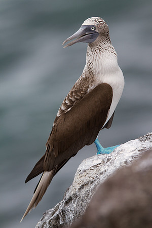 Blue-footed Booby (Sula nebouxii)